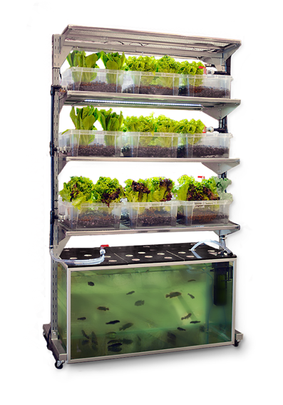 Simply Dazzling Indoor Aquaponic System