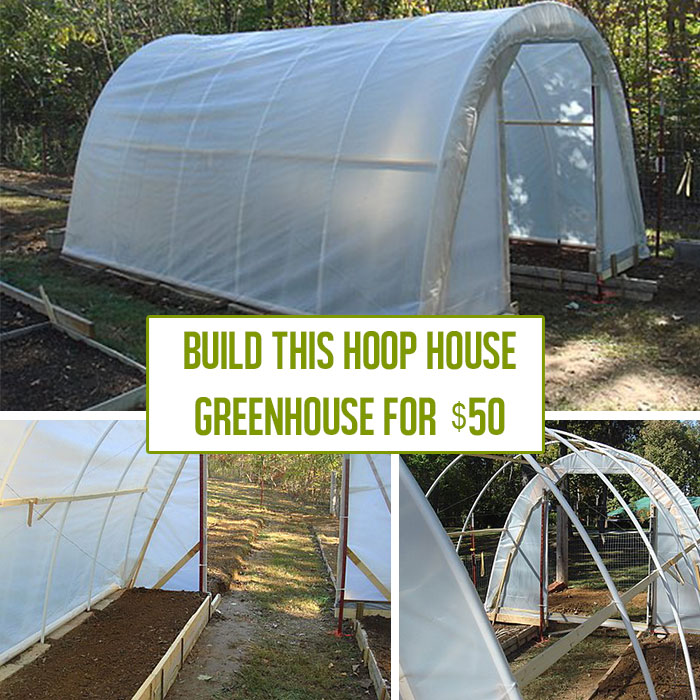 How to Build a Hoop House Greenhouse for $50 | Off Grid World
