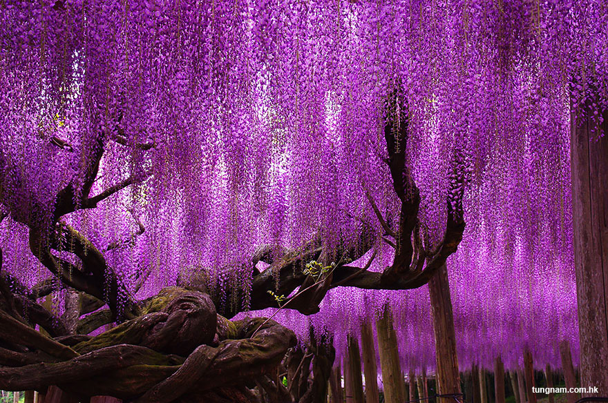 oldest-wisteria-tree-ashika