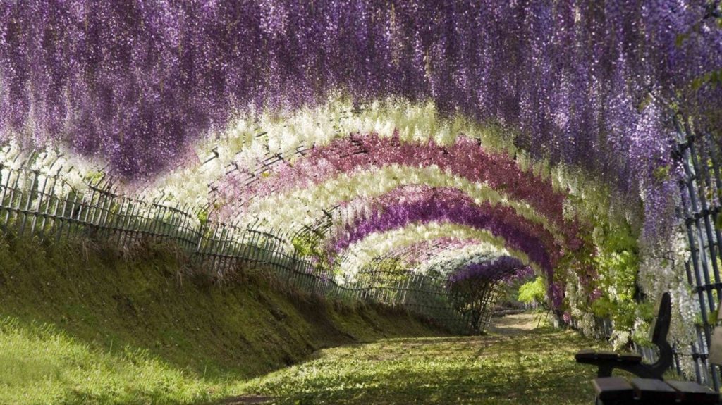 tree-tunnel