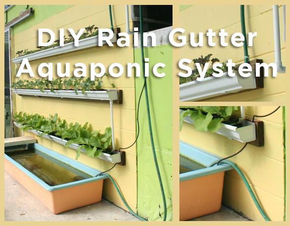 DIY Rain Gutter Aquaponic System