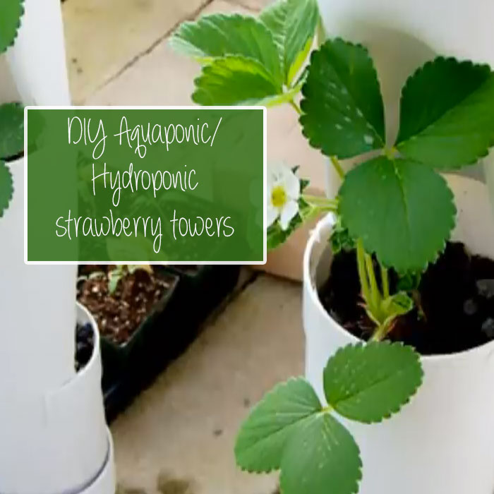 Hydroponic Strawberries in PVC Pipe
