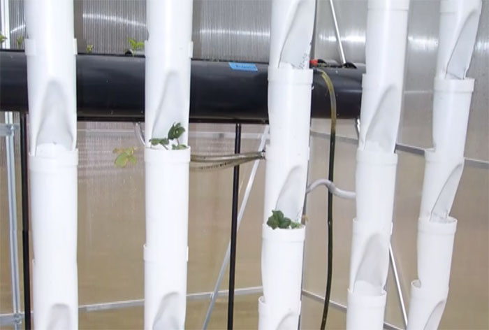 Hydroponic Strawberry Tower