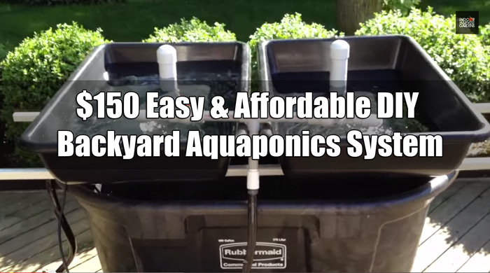 Simple aquaponics system: How to make an aquaponic ...