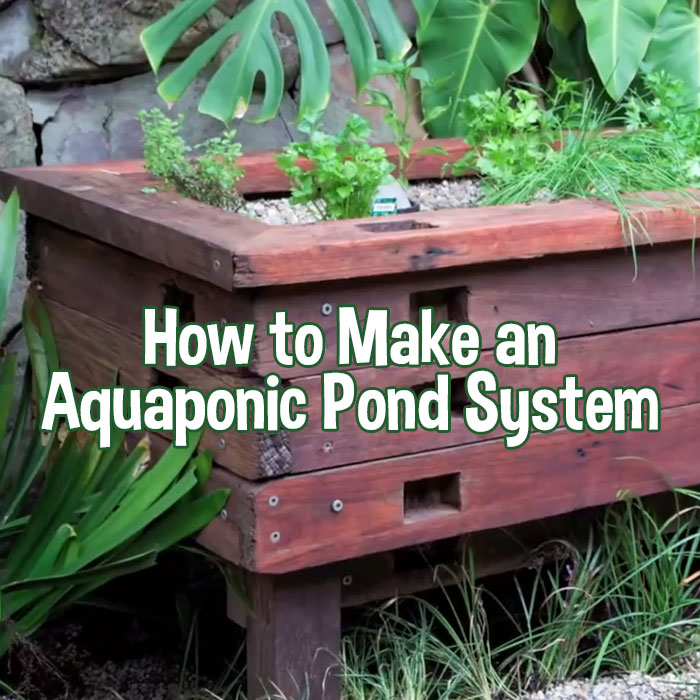 How to Make an Aquaponic Pond System